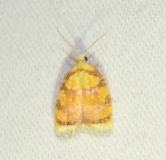 Red-edged Acleris Moth thumbnail 2