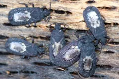Neuroctenus simplex thumbnail 1