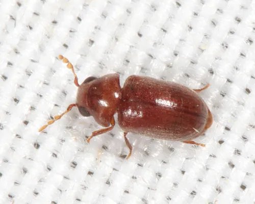 Tricorynus similis