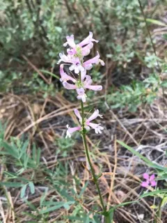 Peck's Penstemon thumbnail 4