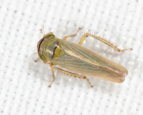 Limotettix sphagneticus