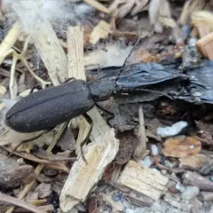 Cedar False Blister Beetle thumbnail 2