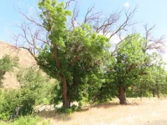 northern California black walnut thumbnail 4