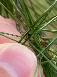 Pine Leaf Adelgid thumbnail 3