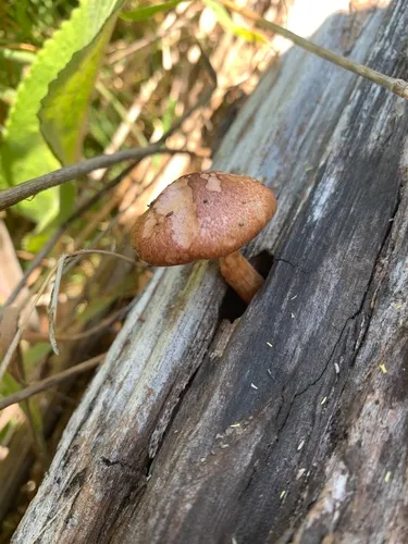 Gymnopilus thiersii