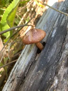 Gymnopilus thiersii thumbnail 1