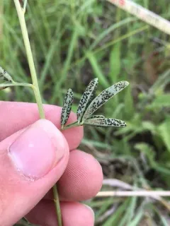 Uropyxis petalostemonis thumbnail 1