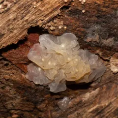 Crystal Brain Fungus thumbnail 4