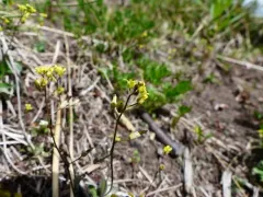 Alaska Draba thumbnail 3