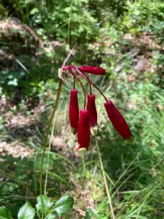 firecracker flower thumbnail 2