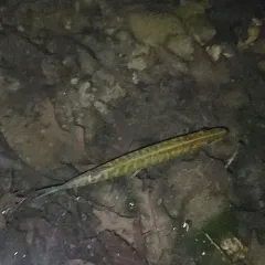 Chain Pickerel thumbnail 2