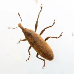 Rhubarb Weevil thumbnail 4