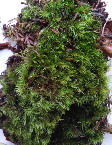 Montane Dicranum Moss