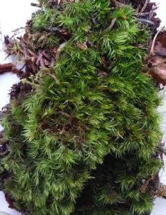 Montane Dicranum Moss thumbnail 1