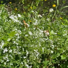 Common Marsh-bedstraw thumbnail 3
