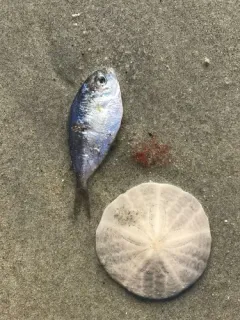 Butterfish thumbnail 1
