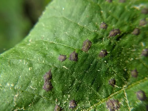 Caryadiplosis biconvexa