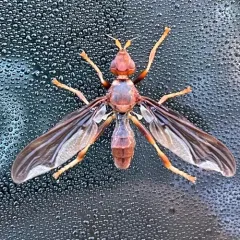 Waved Light Fly thumbnail 1