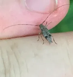 Hyperplatys maculata thumbnail 3