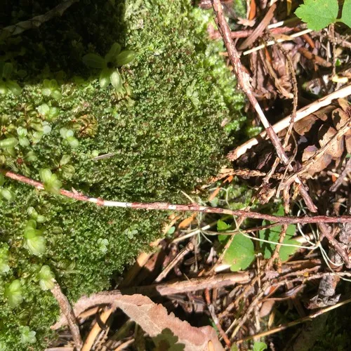 rhizomnium moss