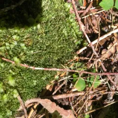 rhizomnium moss thumbnail 1