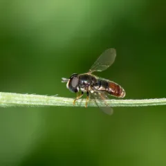 Common Grass Skimmer thumbnail 1