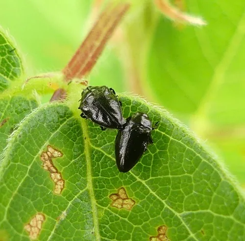 Desmodium Leaf-mining Beetle