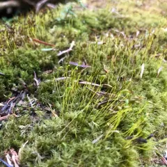 Dusky Fork-moss thumbnail 2