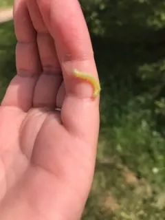 Larger Boxelder Leafroller Moth thumbnail 4