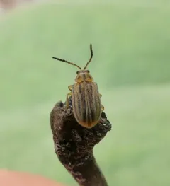 ragweed leaf beetle thumbnail 3
