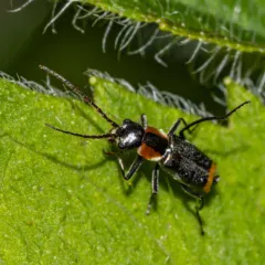 Axinotarsus pulicarius thumbnail 2