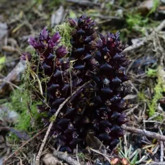 small ground-cone thumbnail 2