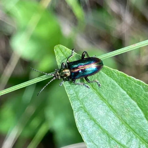 Schaeffer's reed beetle