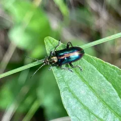 Schaeffer's reed beetle thumbnail 1