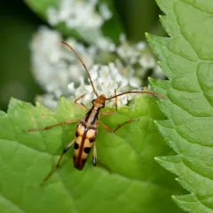Yellow-horned Flower Longhorn Beetle thumbnail 3