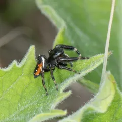 Brilliant Jumping Spider thumbnail 4