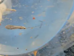 Nectopsyche albida thumbnail 2