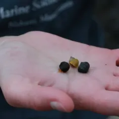 Rough Periwinkle thumbnail 4