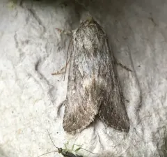 dune oncocnemis thumbnail 2