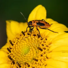 False Milkweed Bug thumbnail 3