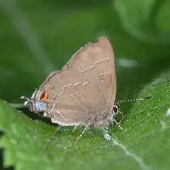 Edwards' Hairstreak thumbnail 4