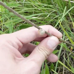 Carthusian Snail thumbnail 3