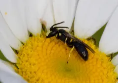 Hylaeus illinoisensis thumbnail 3