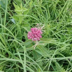 purple milkweed thumbnail 2