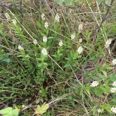 Seneca snakeroot thumbnail 3