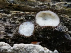 Scutellinia pennsylvanica thumbnail 1