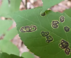 Gliaspilota glutinosa thumbnail 2
