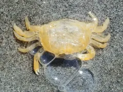 Mantle Pea Crab thumbnail 4