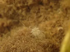 Starlet anemone thumbnail 1