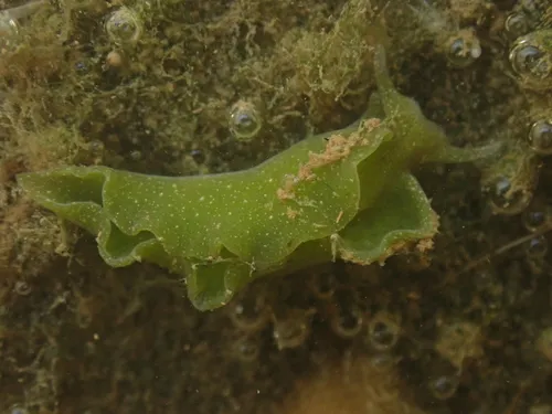 Eastern Emerald Elysia